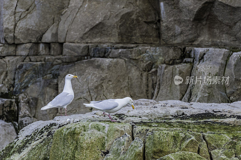 白霜鸥(Larus hyperboreus)是一种大型海鸥，繁殖在北半球的北极地区，是在鸟崖在阿奇琛，俄罗斯西北部。